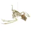 Esqueleto de Pterosaurio de Plastico 90 cm