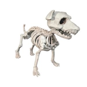 Esqueleto de Perro Schnauzer 30 cm