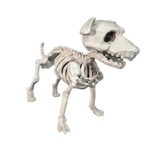 Esqueleto de Perro Schnauzer 30 cm